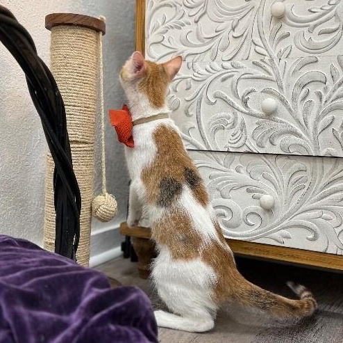 Ginger Boon — thumbnail 3