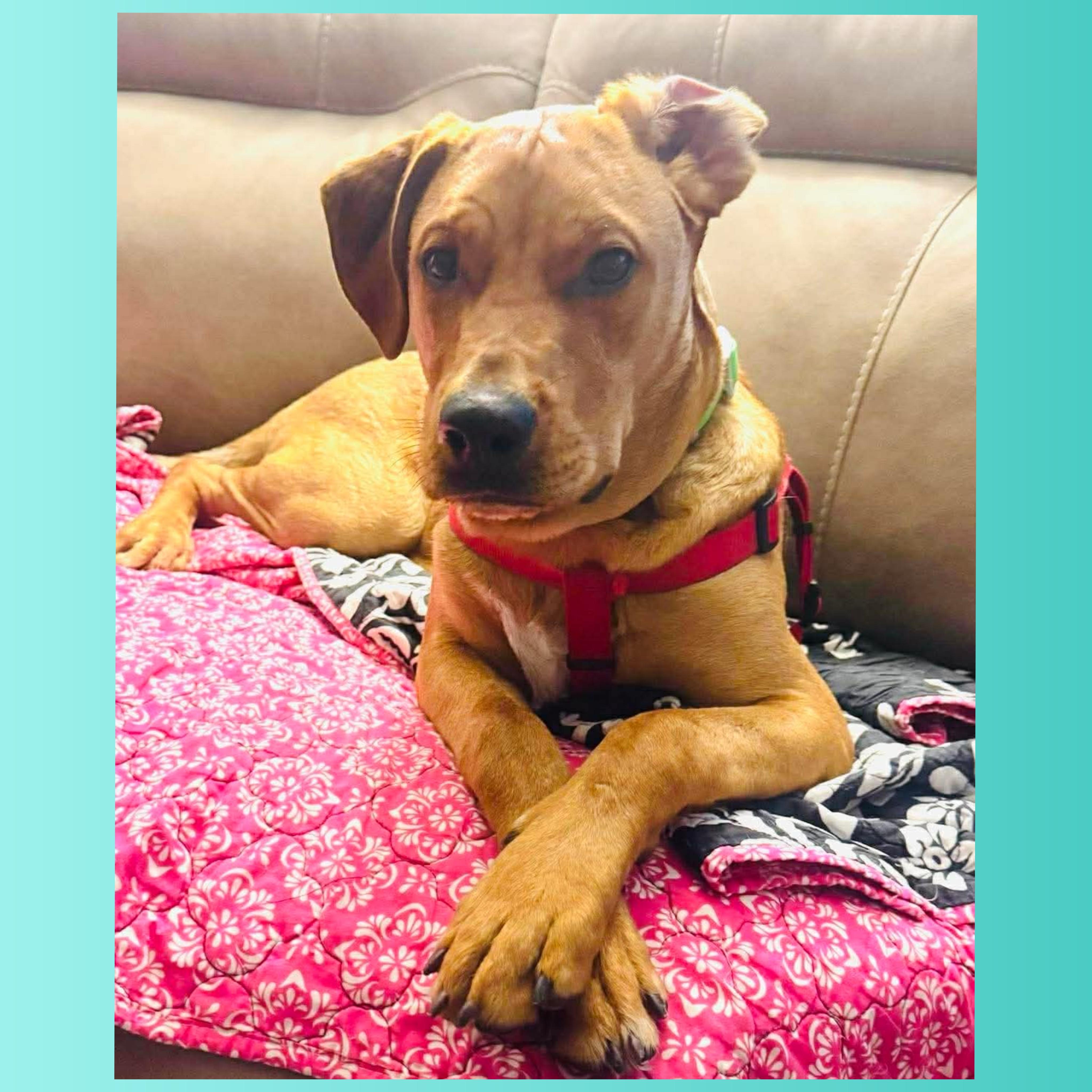 Clyde, adoptable, Young Male Labrador Retriever & Redbone Coonhound.