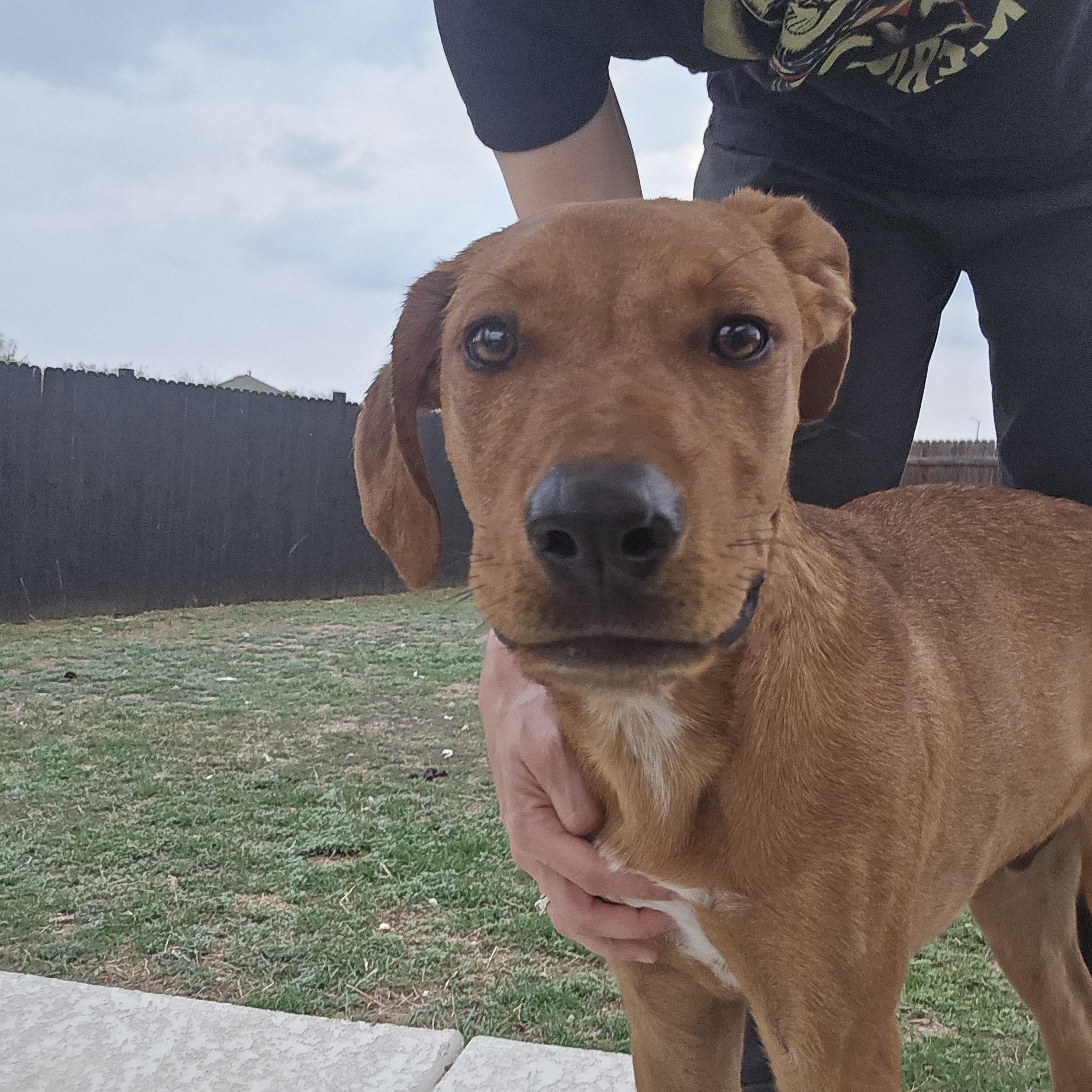 Enlarge Clyde, an adoptable mixed breed in Rochester, NY image 2/6