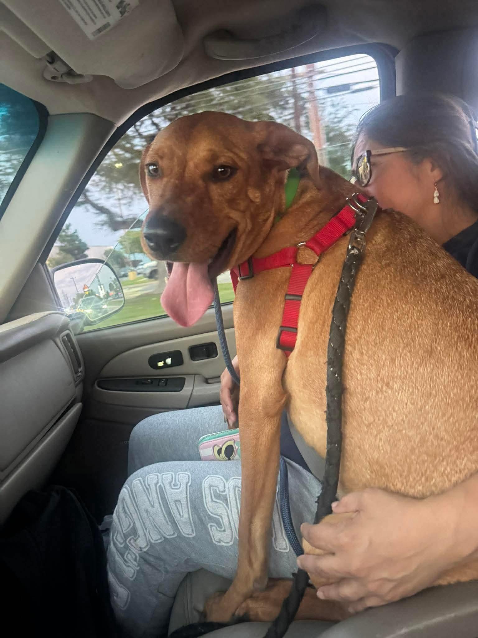 Enlarge Clyde, an adoptable mixed breed in Rochester, NY image 6/6