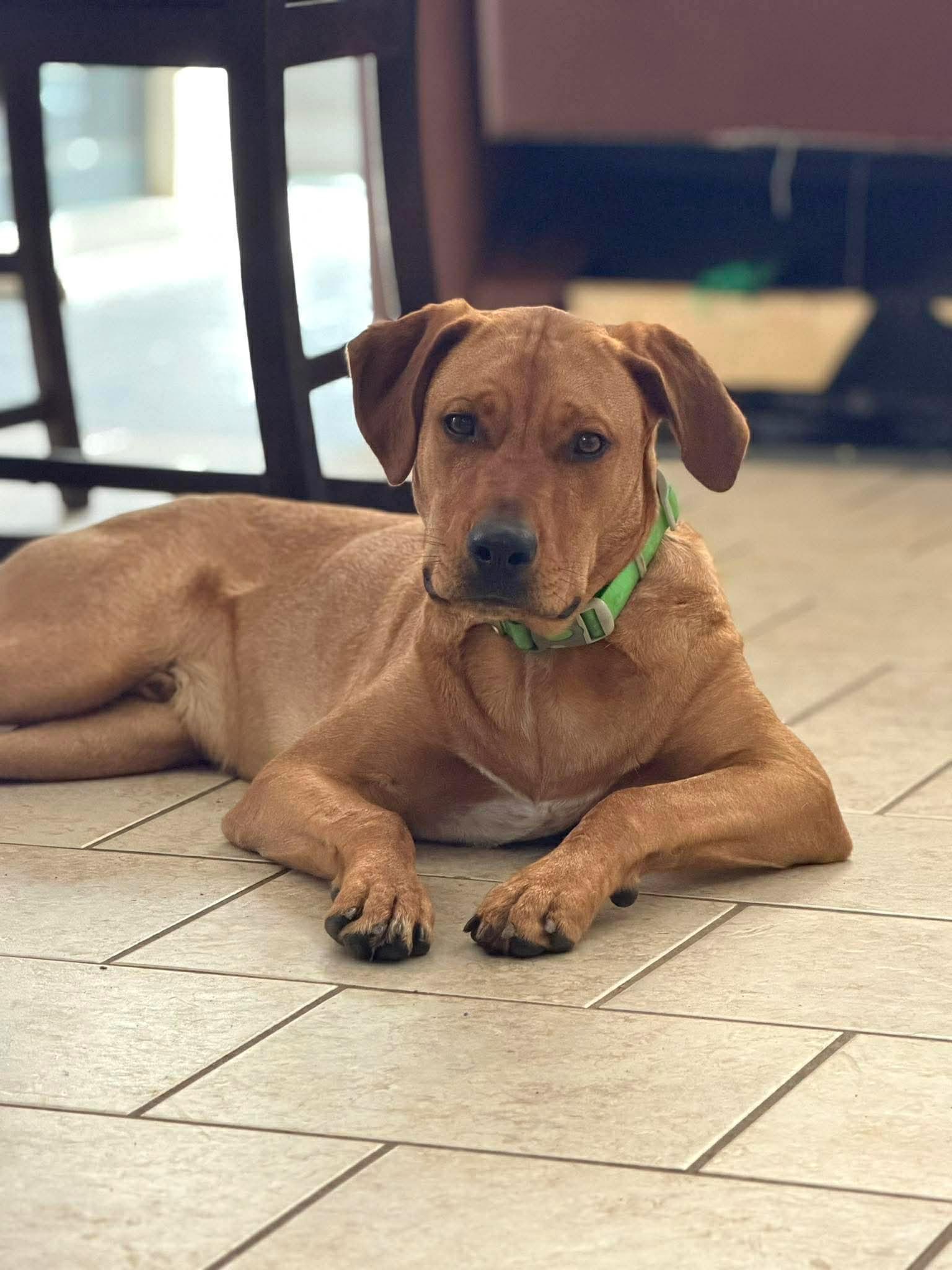 Enlarge Clyde, an adoptable mixed breed in Rochester, NY image 6/6