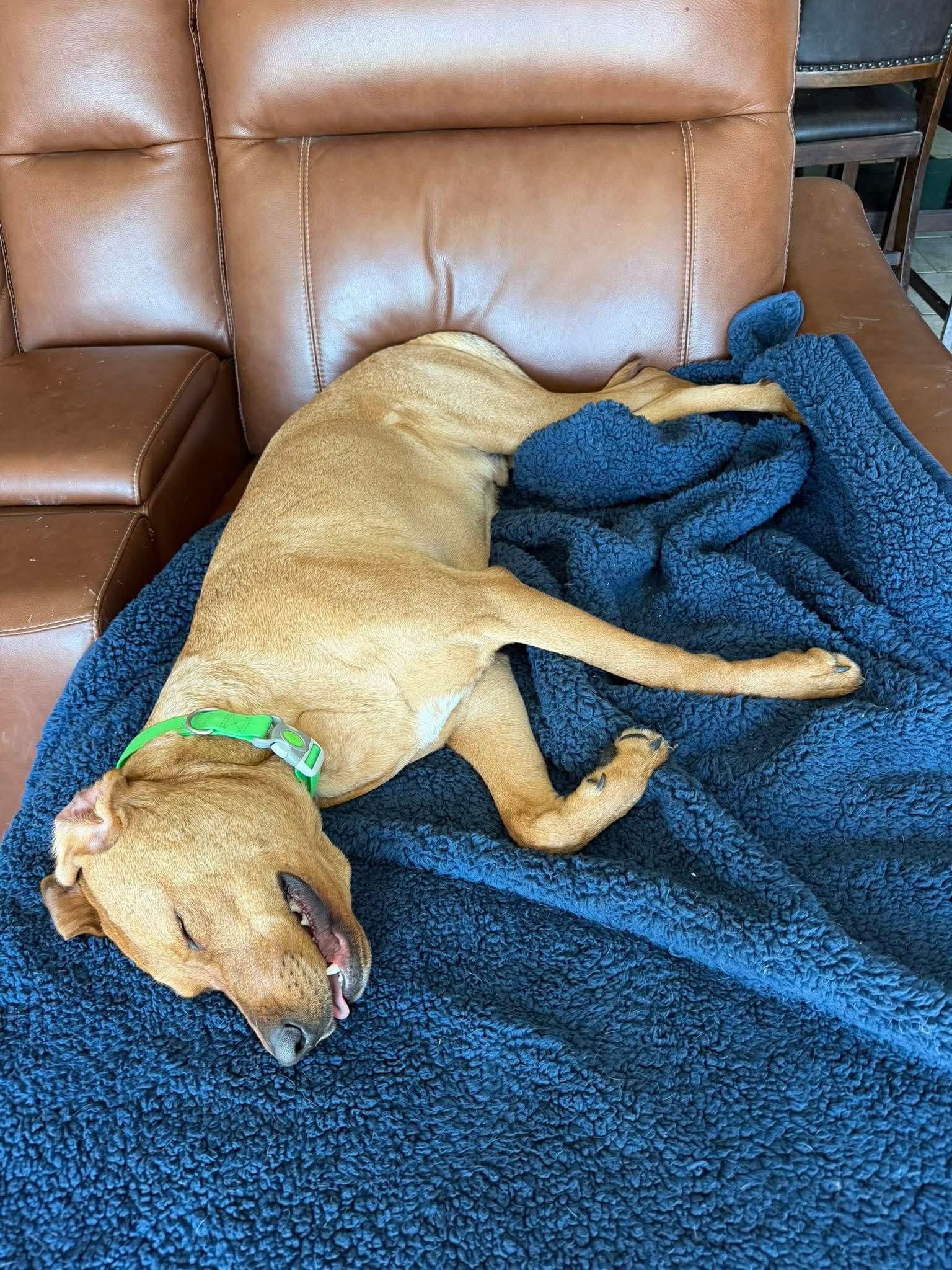 Enlarge Clyde, an adoptable mixed breed in Rochester, NY image 4/6