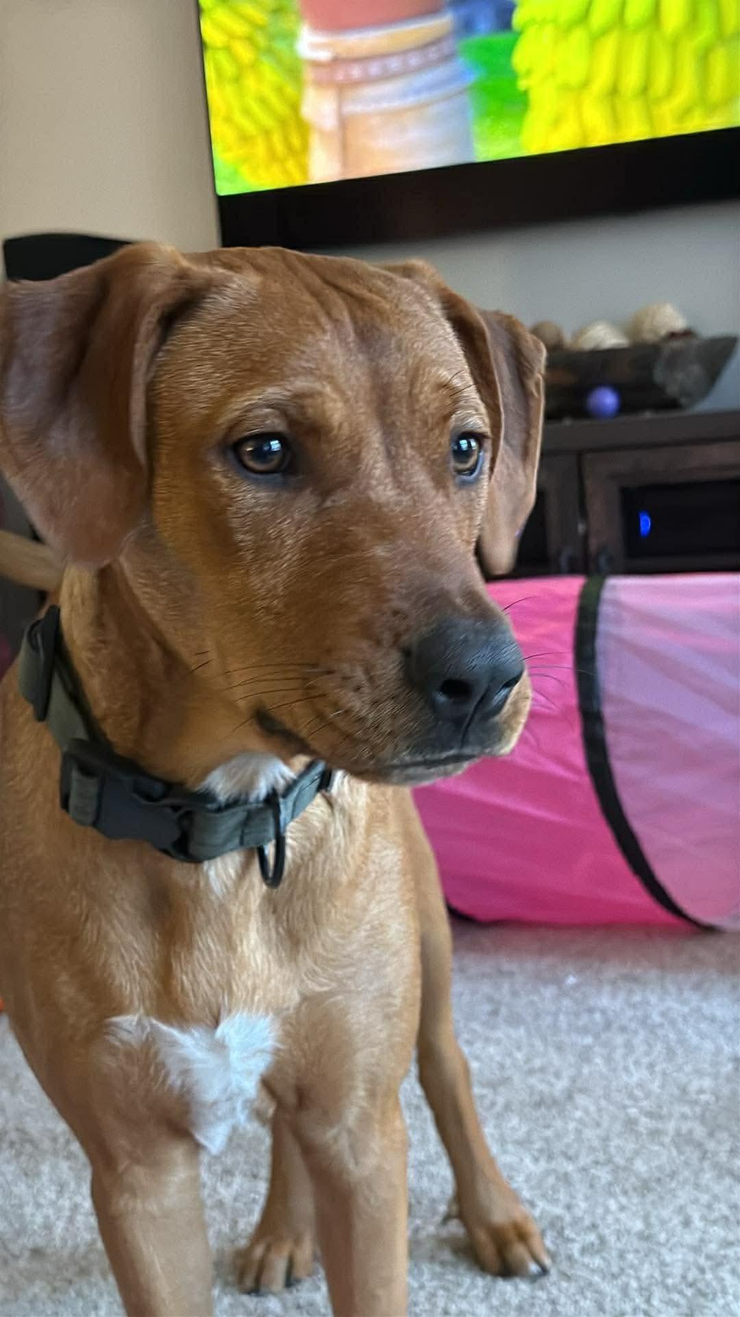 Enlarge Clyde, an adoptable mixed breed in Rochester, NY image 3/6