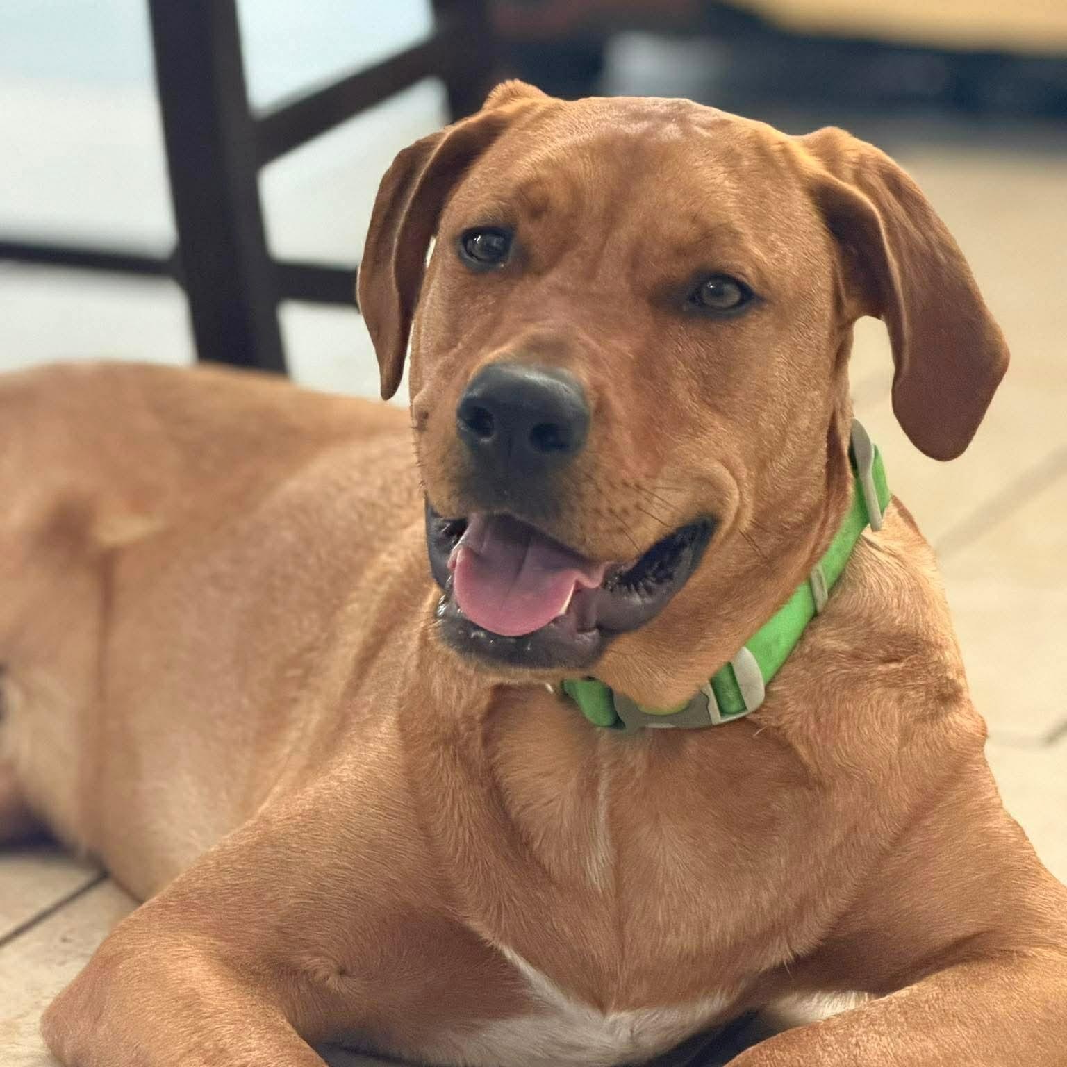 Enlarge Clyde, an adoptable mixed breed in Rochester, NY image 1/6