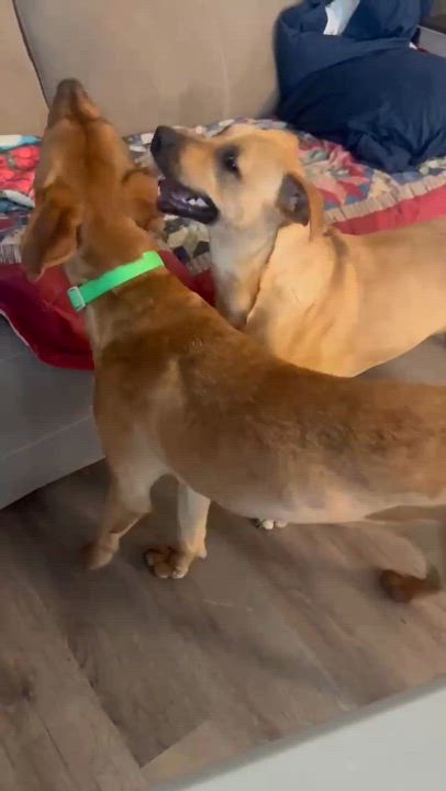 Enlarge Clyde, an adoptable mixed breed in Rochester, NY video 5/6