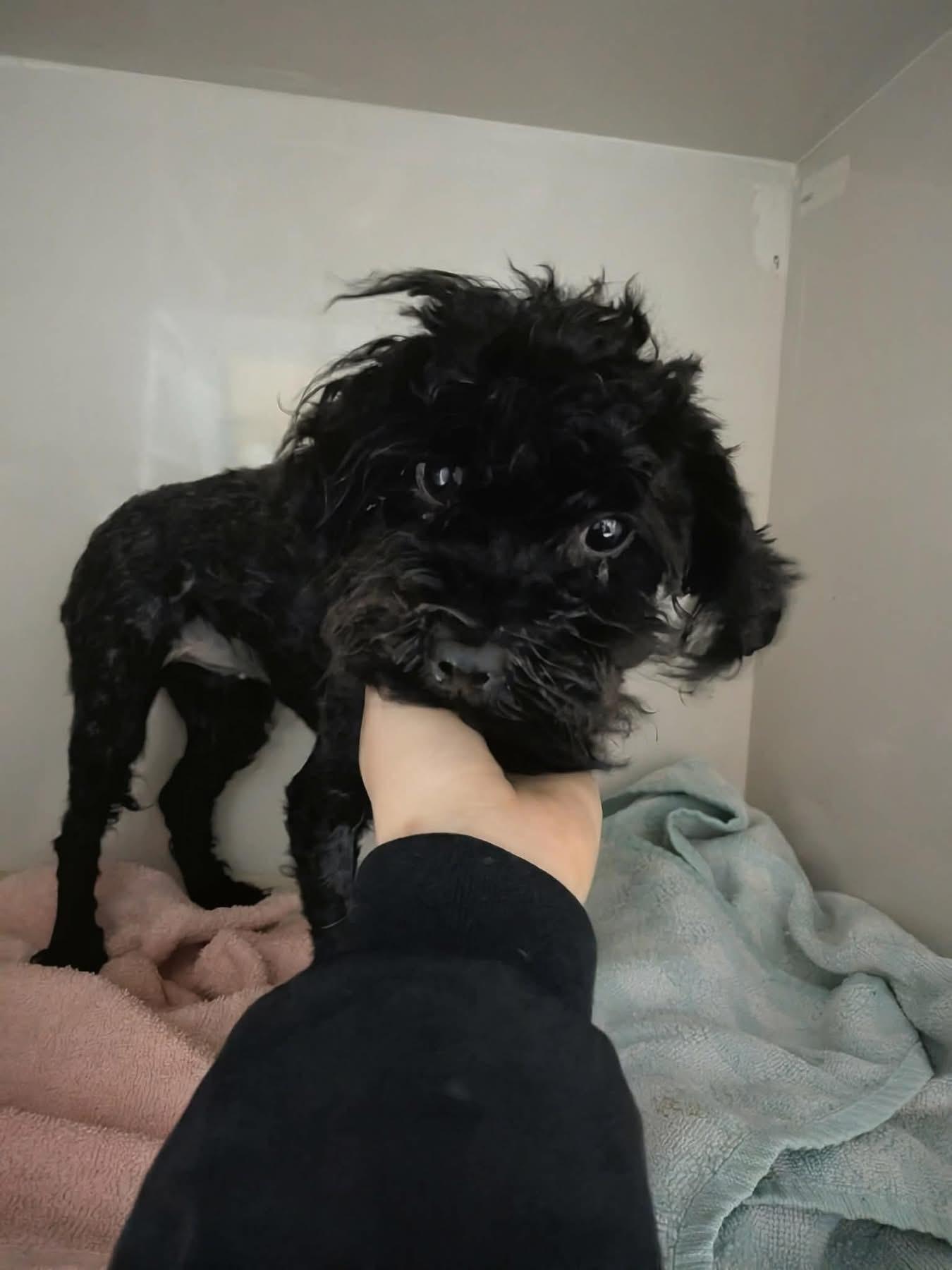 Enlarge Tiffany , an adopted Miniature Poodle in Vaudreuil-Dorion, QC image 1/1