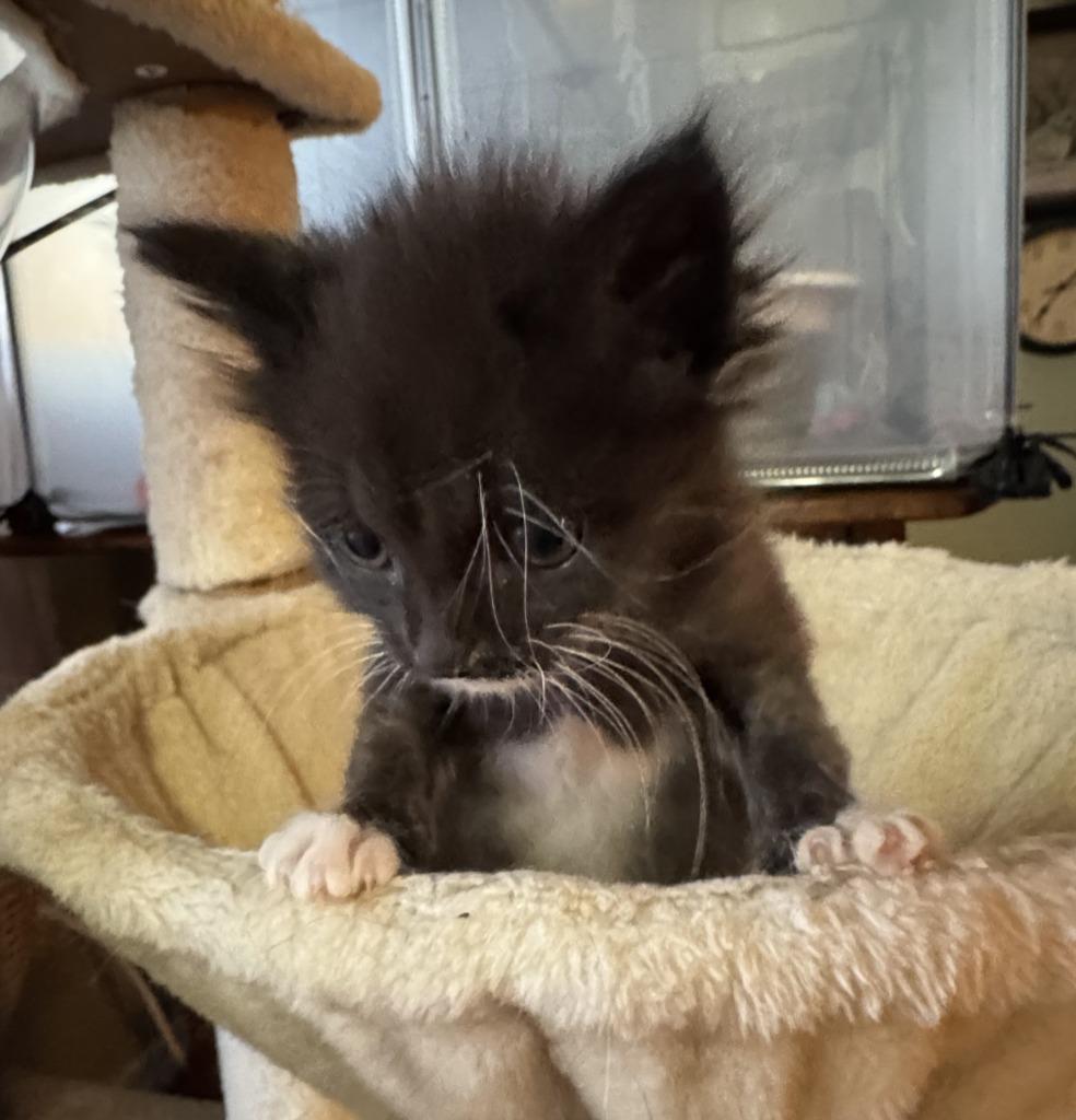 Praxidike thumbnail 2