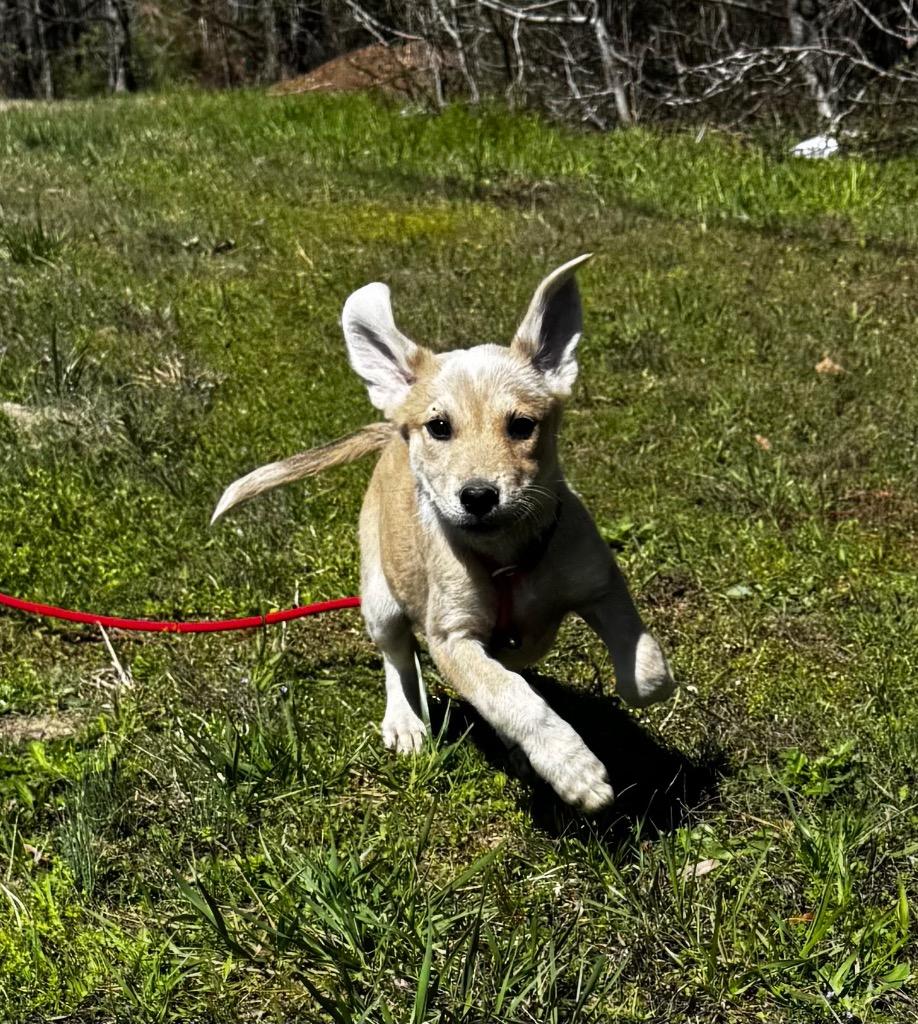 Ferret, a Adoptable mixed breed in Clinton, SC image 1/5