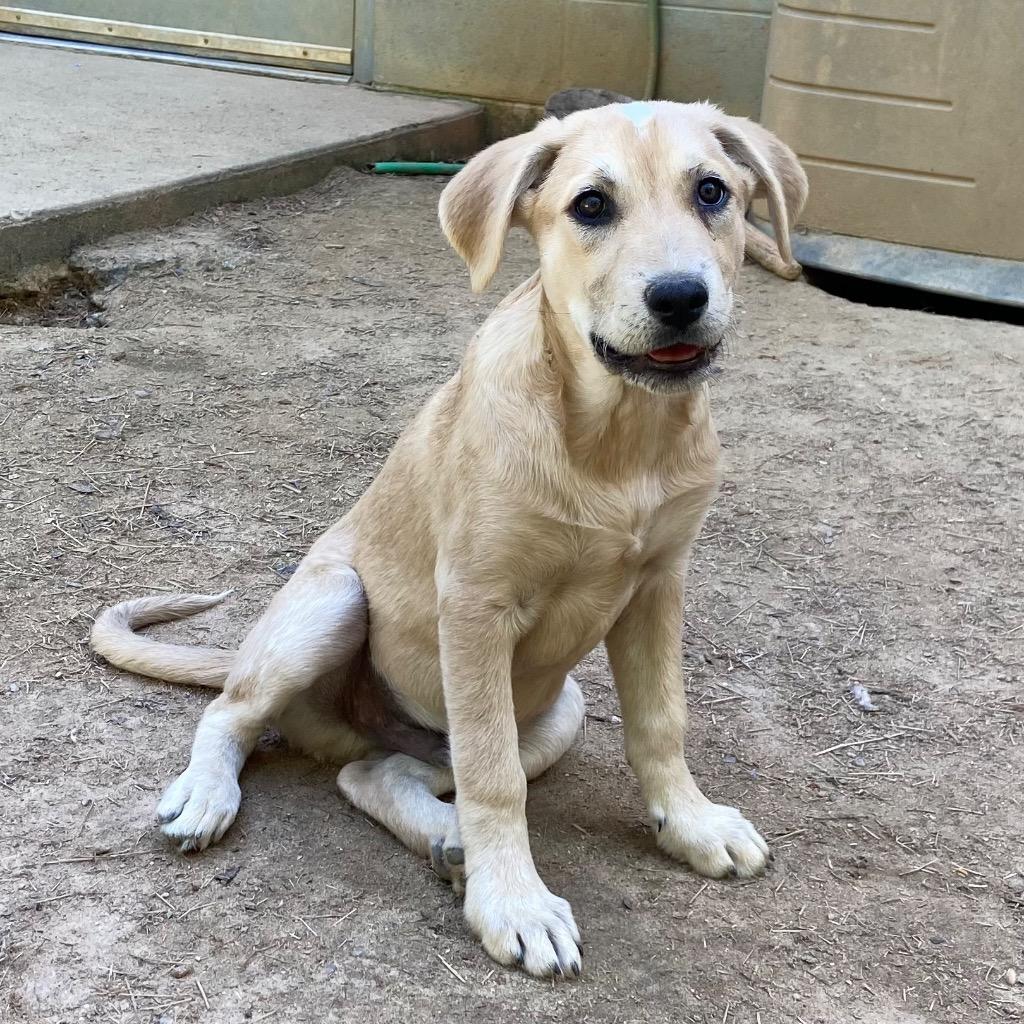 Ferret, a Adoptable mixed breed in Clinton, SC image 2/5