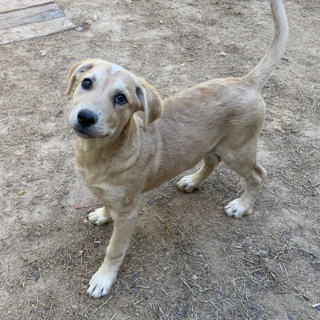 Ferret, a Adoptable mixed breed in Clinton, SC image 3/5