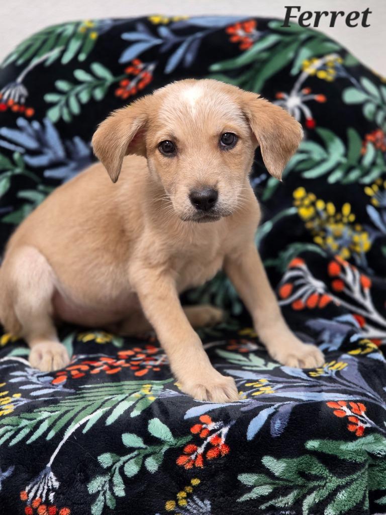 Ferret, a Adoptable mixed breed in Clinton, SC image 5/5