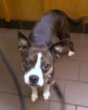 Dipper, Adoptable, Adult Male Chihuahua & Mixed Breed.