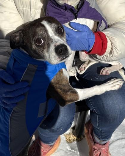 Enlarge Dipper, a Adoptable mixed breed in Washington, DC image 2/2