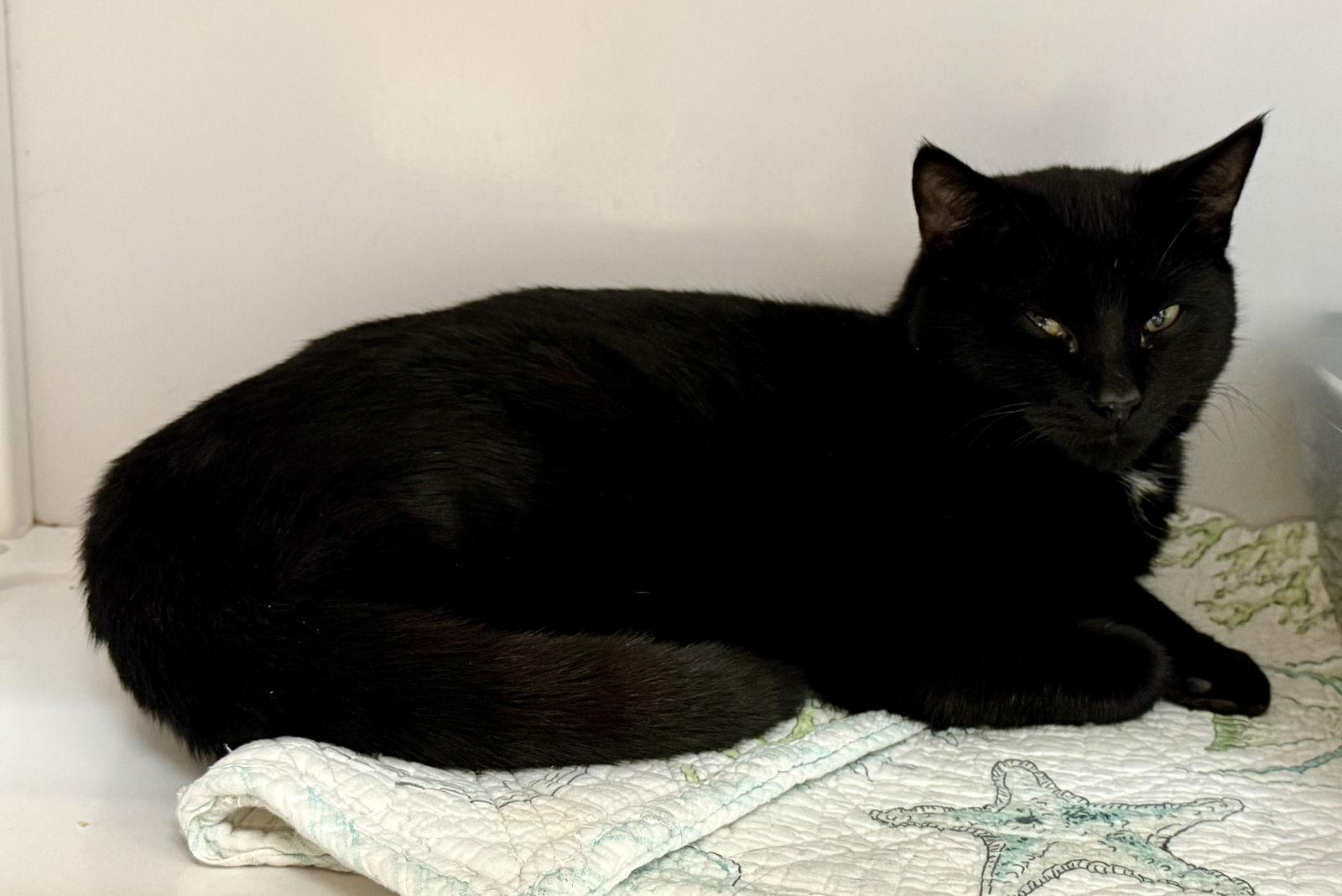 Enlarge Kuro, a Adoptable Domestic Short Hair in Alexandria, VA image 1/1