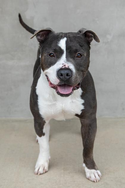 Mighty, Adoptable, Adult Male Mixed Breed & Mixed Breed.