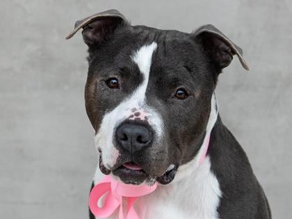 Enlarge Mighty, a Adoptable mixed breed in Longmont, CO image 2/3