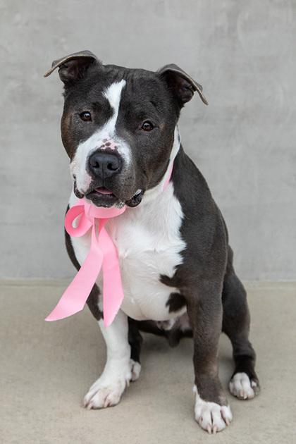 Enlarge Mighty, a Adoptable mixed breed in Longmont, CO image 3/3