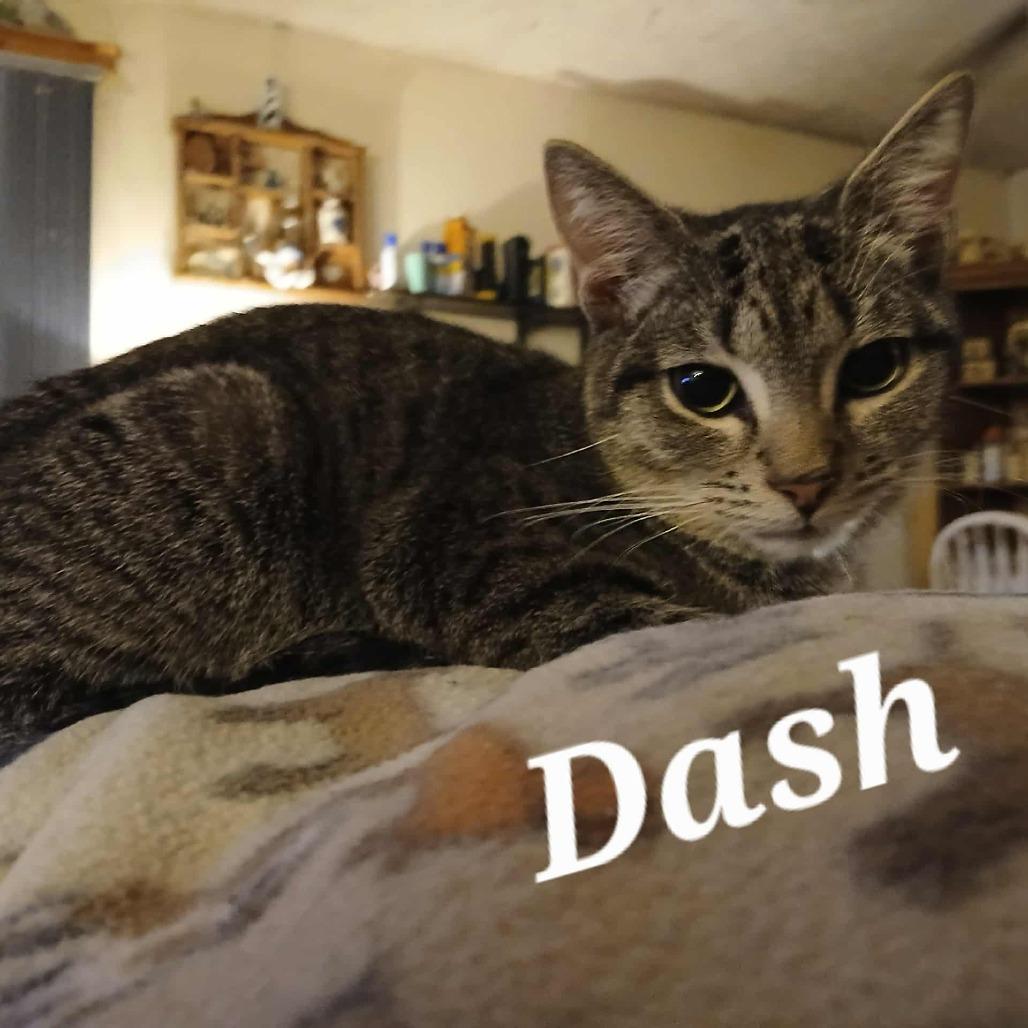 Dash, Adoptable, Young Male Domestic Short Hair.