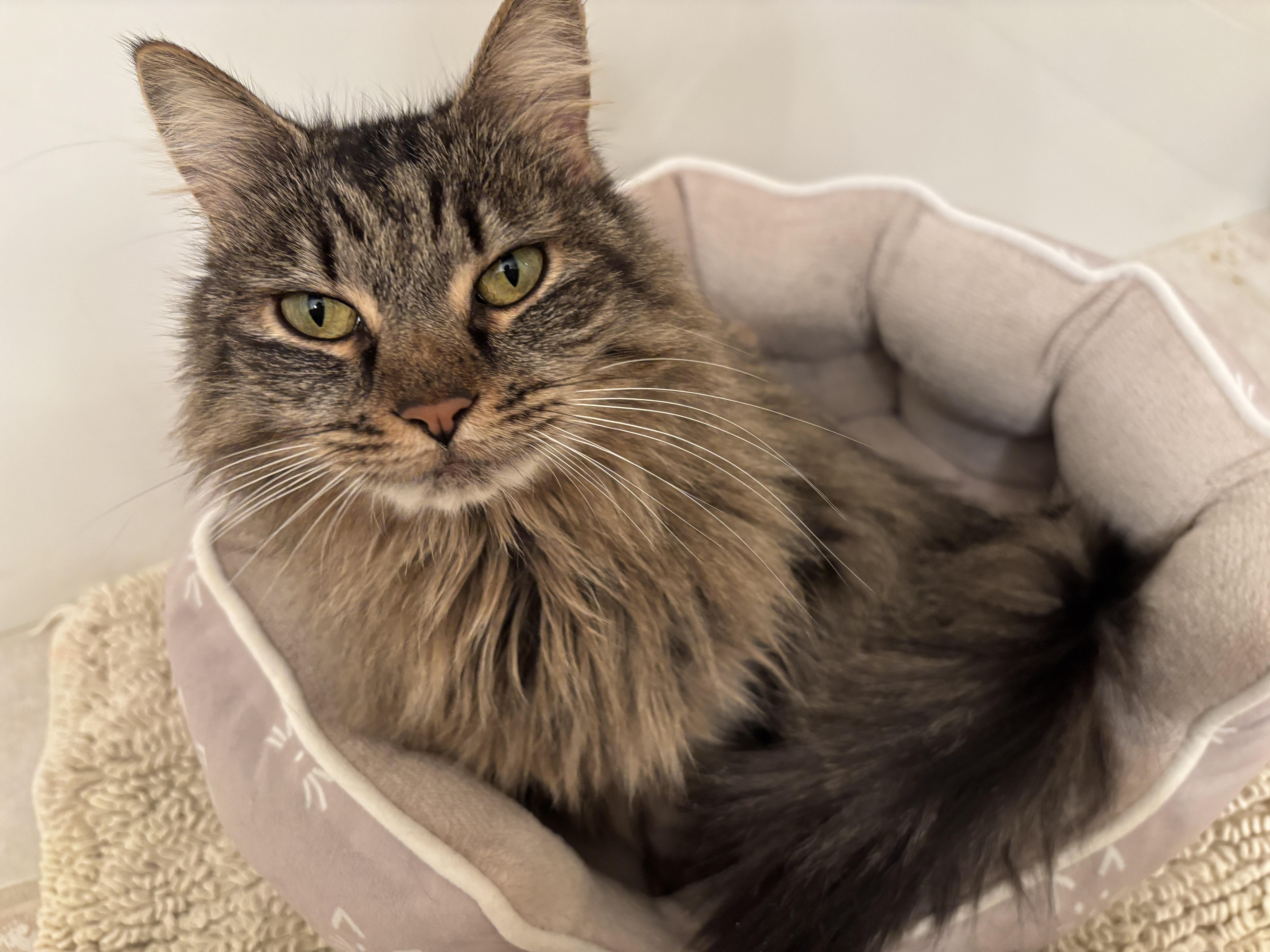 Luna, Adoptable, Adult Female Domestic Long Hair.