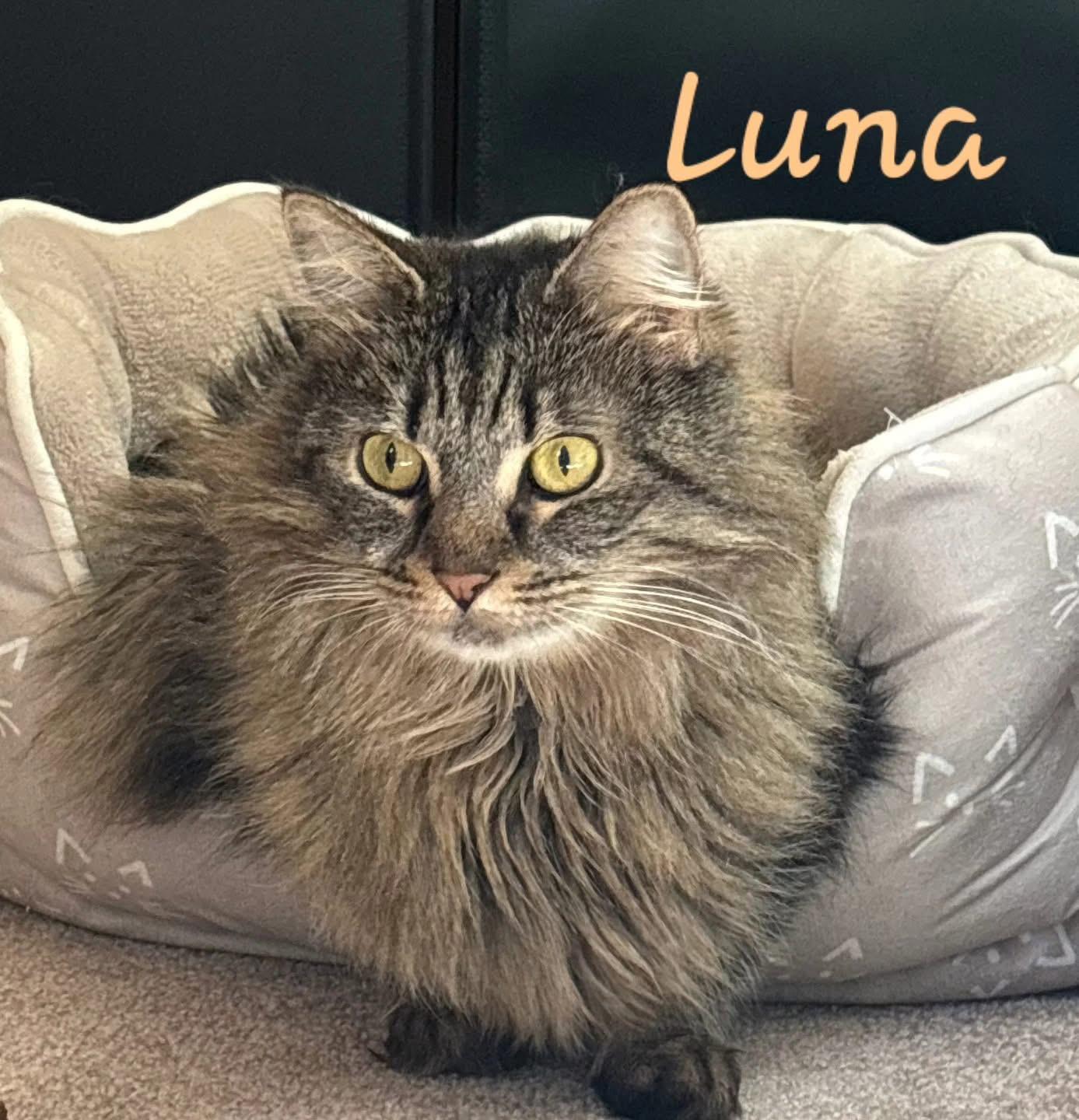Enlarge Luna, a Adoptable Domestic Long Hair in Canton, CT image 2/2