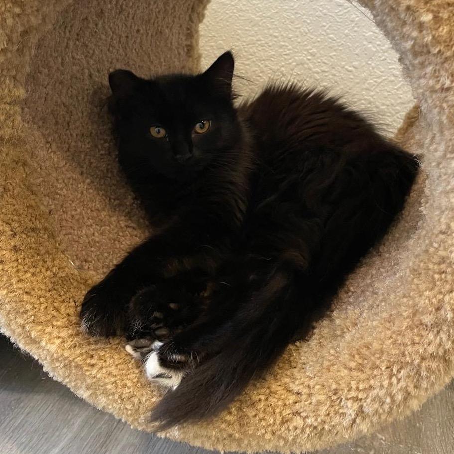Enlarge Mittens, a Adoptable Domestic Long Hair in Talent, OR image 1/1