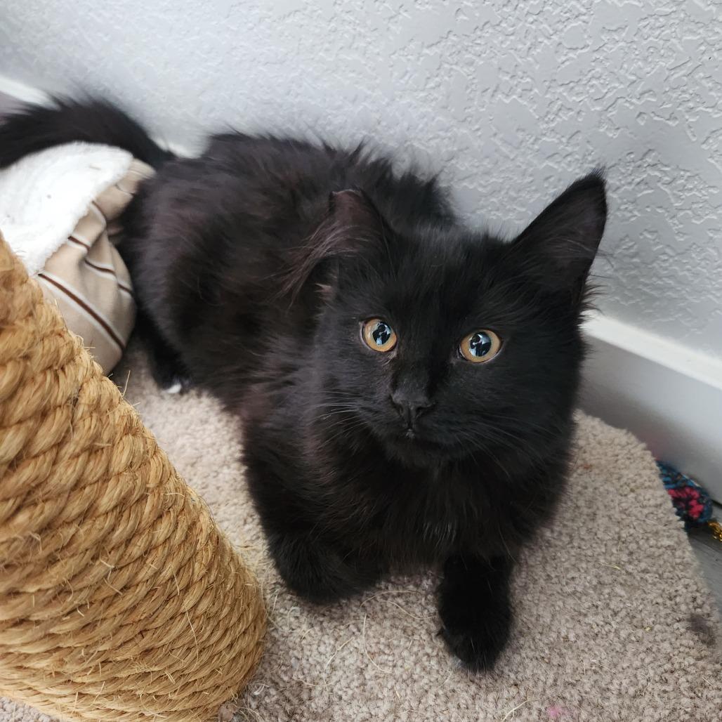 Enlarge Mittens, a Adoptable Domestic Long Hair in Talent, OR image 2/3