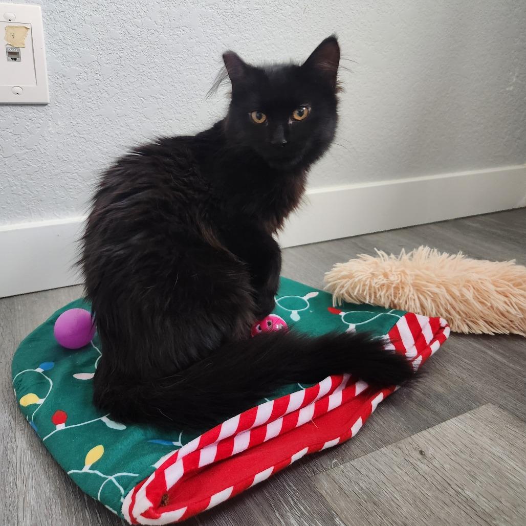 Enlarge Mittens, a Adoptable Domestic Long Hair in Talent, OR image 3/3