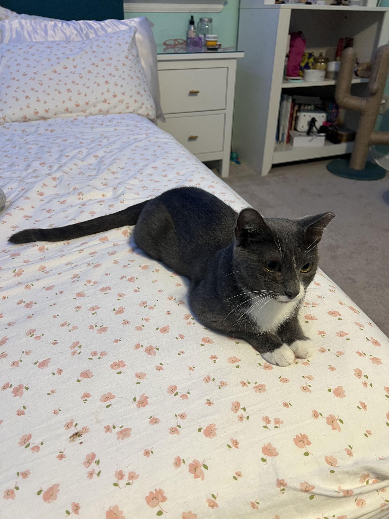 Rhonda, Adoptable, Adult Female American Shorthair.