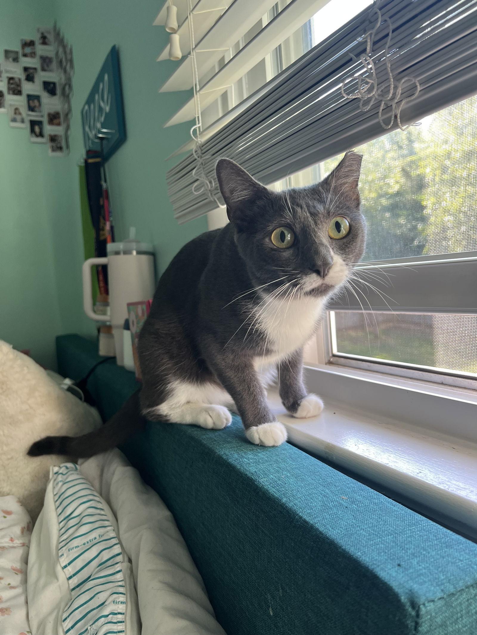 Enlarge Rhonda, a Adoptable American Shorthair in Eureka, MO image 3/3