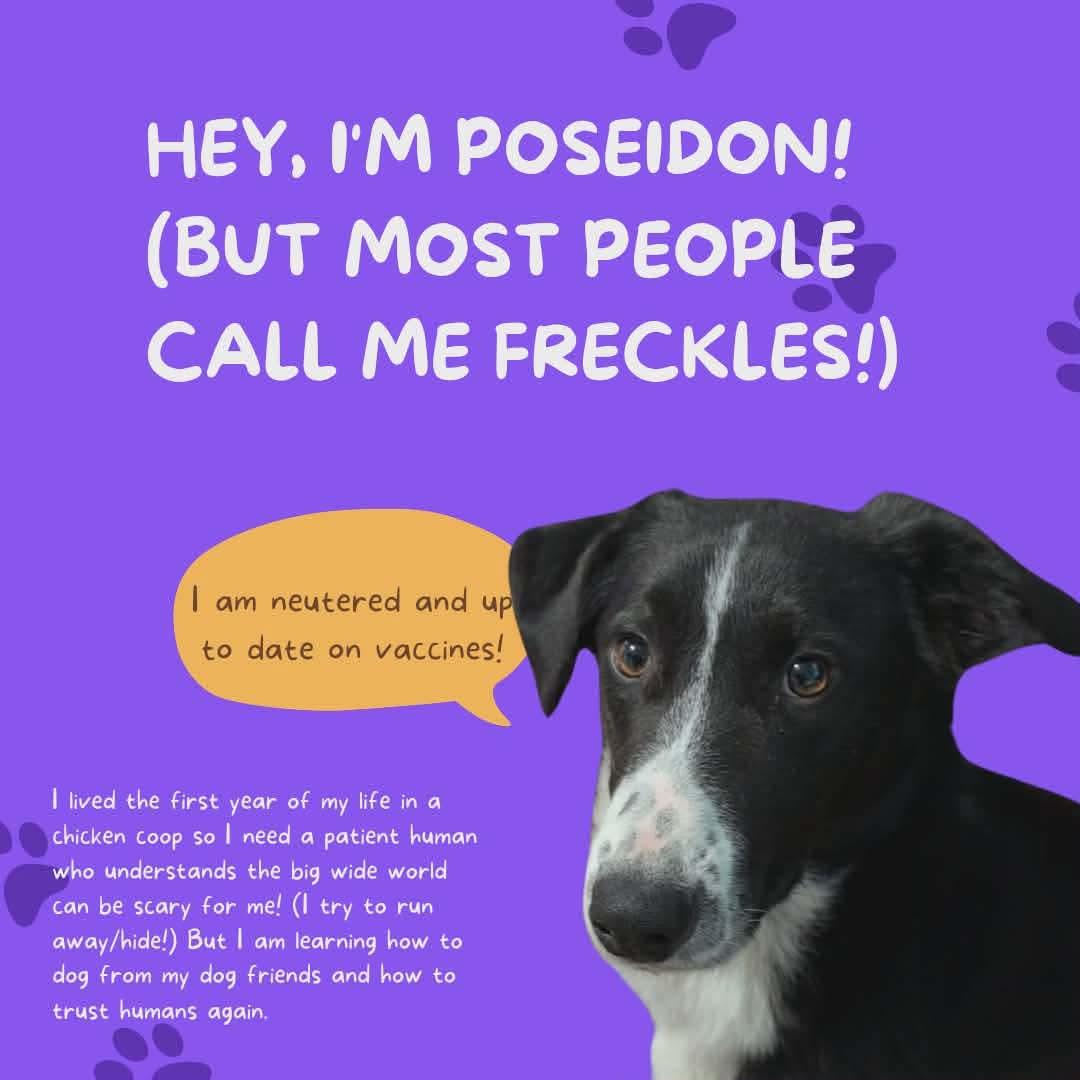 Poseidon aka Freckles, Adoptable, Young Male Border Collie & Australian Shepherd.