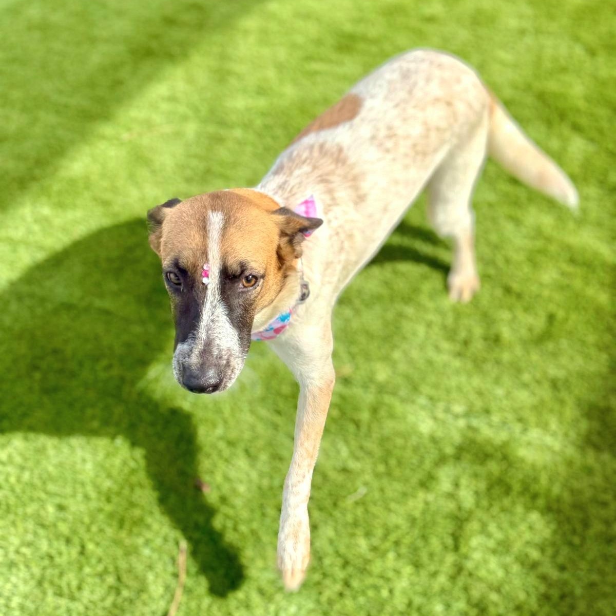 Clara Eve "i Am thumbnail 5