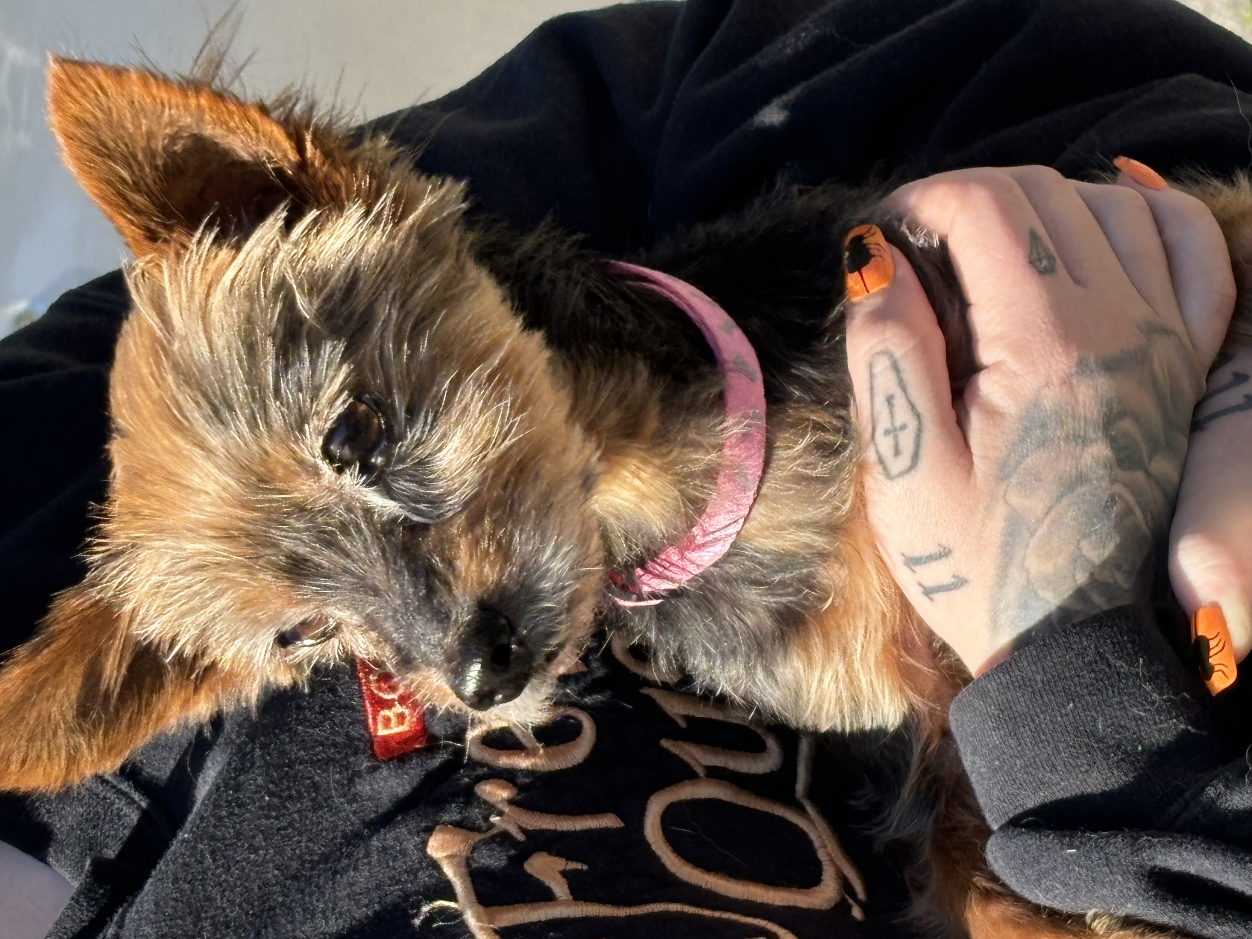 Enlarge Bella, a Adopted Yorkshire Terrier in Lebanon, KY image 2/2