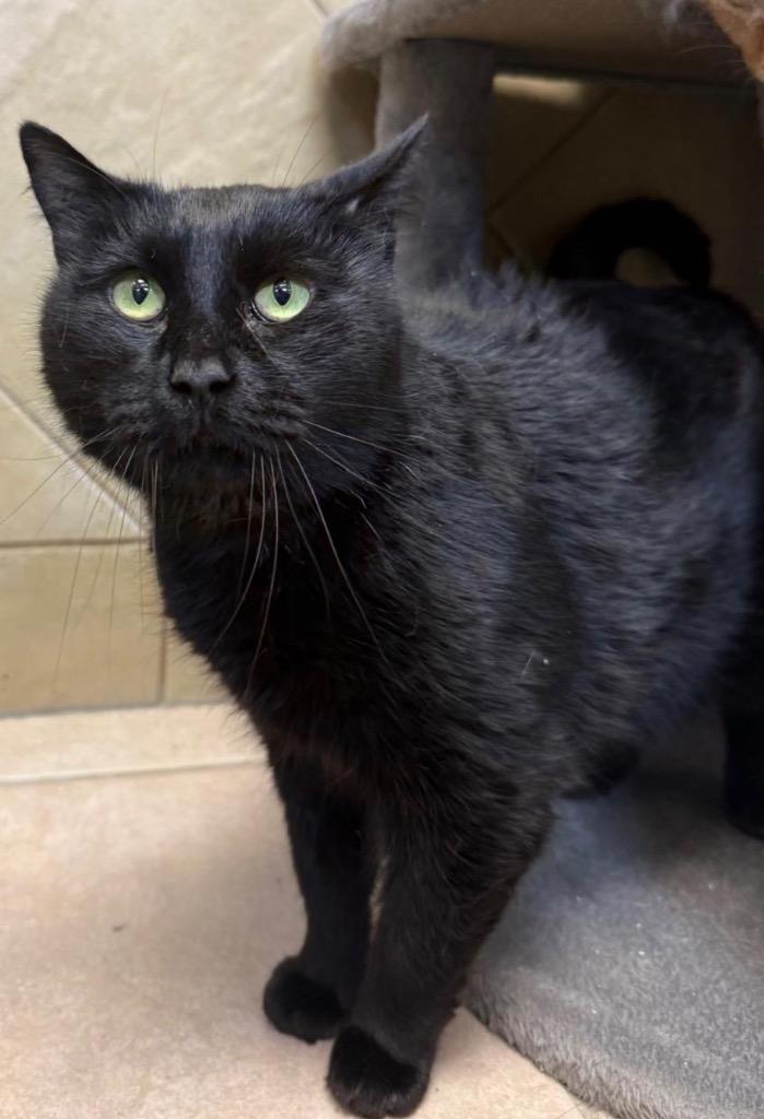 Alister, a Adoptable mixed breed in Midland, TX image 2/2