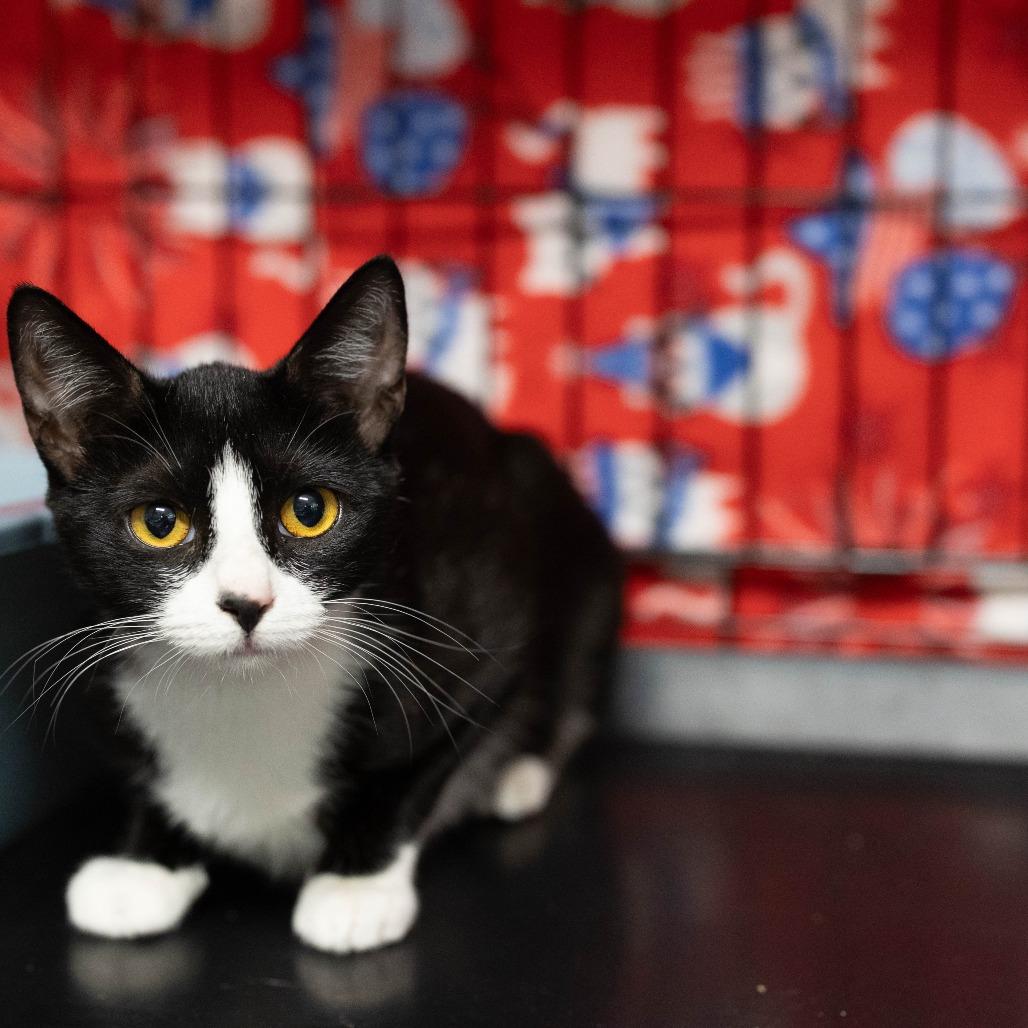 26-48 Pocket, Adoptable, Young Female Domestic Short Hair.