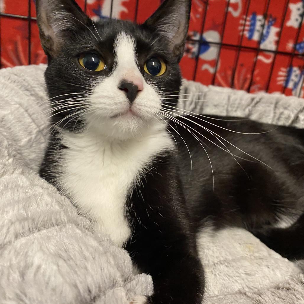 26-48 Pocket, a Adoptable Domestic Short Hair in North Branford, CT image 2/2
