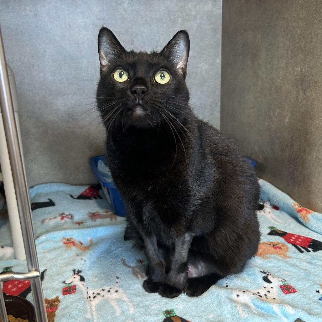 Bombays for Adoption in Brooksville, Florida | Petfinder