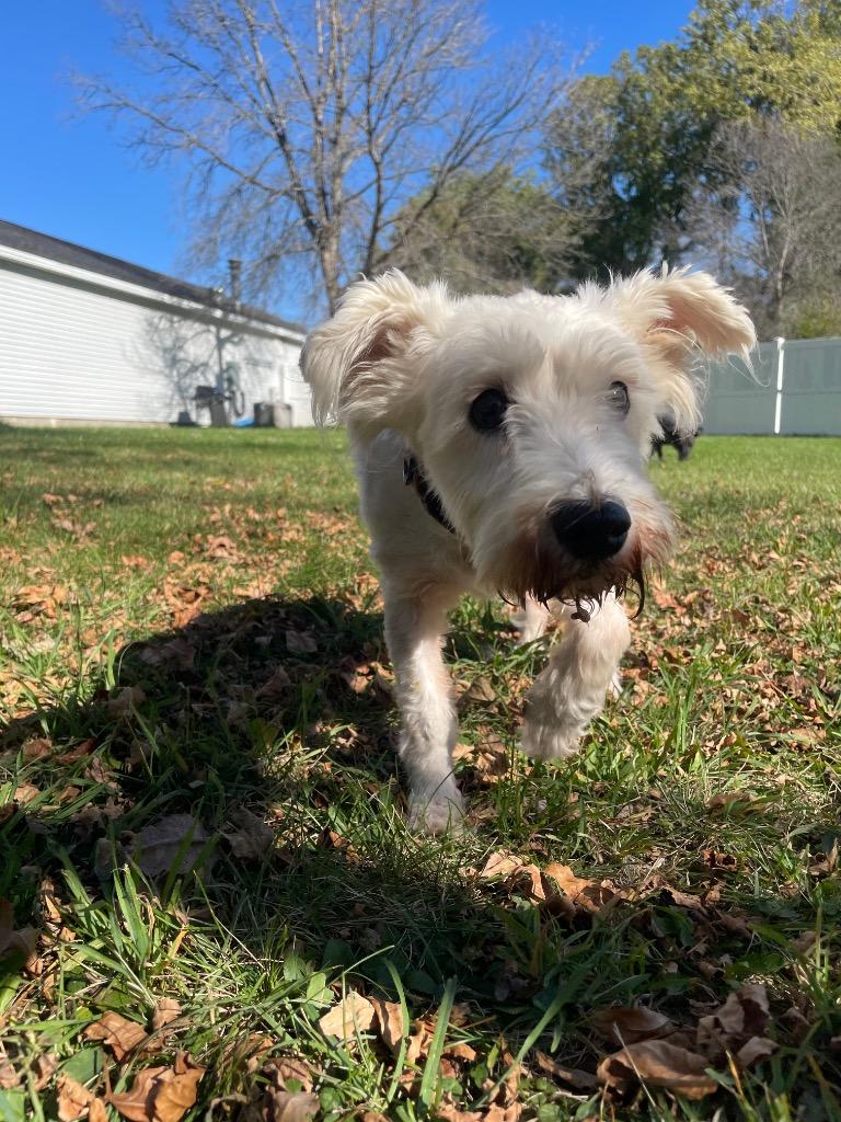 Sassy, Adoptable, Senior Female Schnauzer.