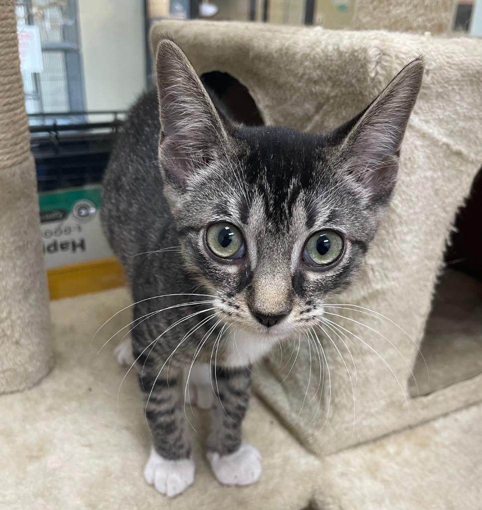 Savannah, Adoptable, Young Female Domestic Short Hair.