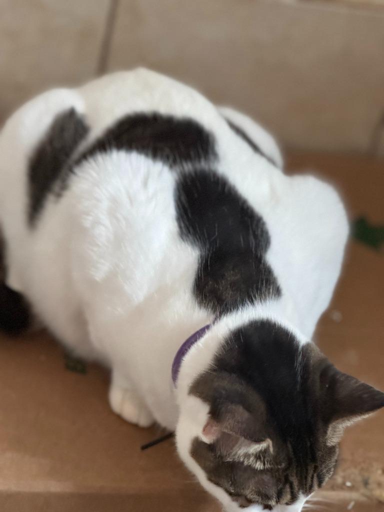 Domino aka Batman, Adoptable, Adult Male Domestic Short Hair.