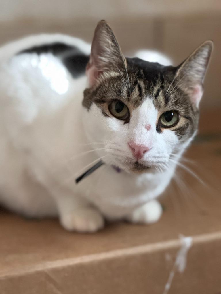 Enlarge Domino aka Batman, a Adoptable mixed breed in New Braunfels, TX image 2/2