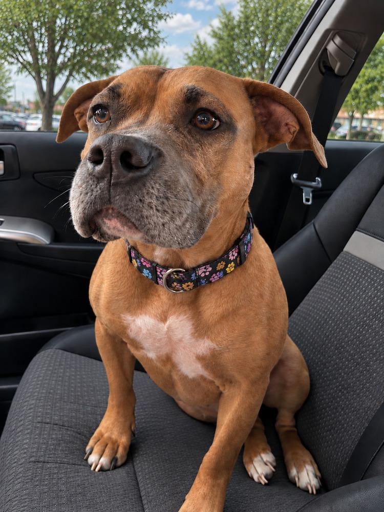 Enlarge Goldie, a Adoptable mixed breed in Halifax, NS image 3/6