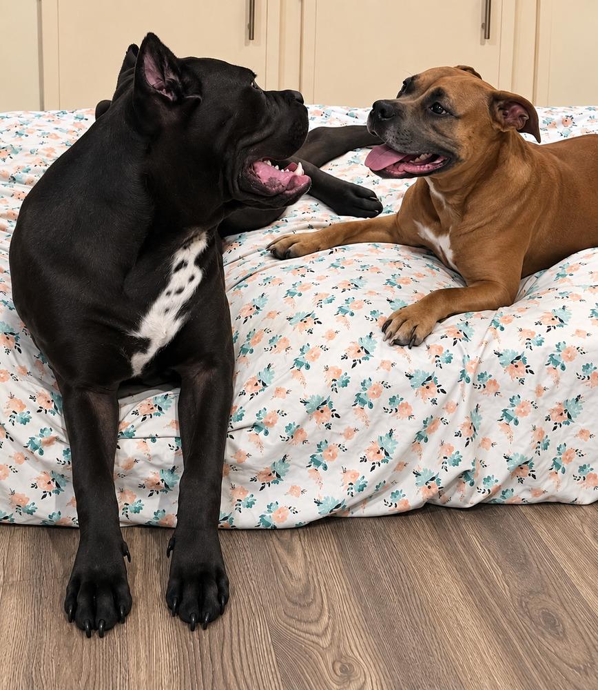 Enlarge Goldie, a Adoptable mixed breed in Halifax, NS image 4/6