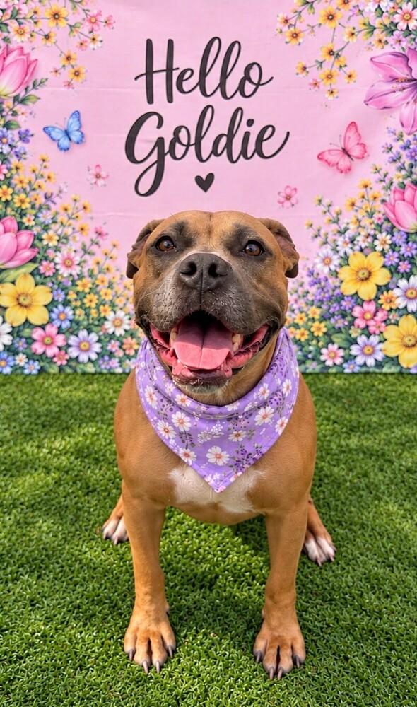 Enlarge Goldie, a Adoptable mixed breed in Halifax, NS image 5/6
