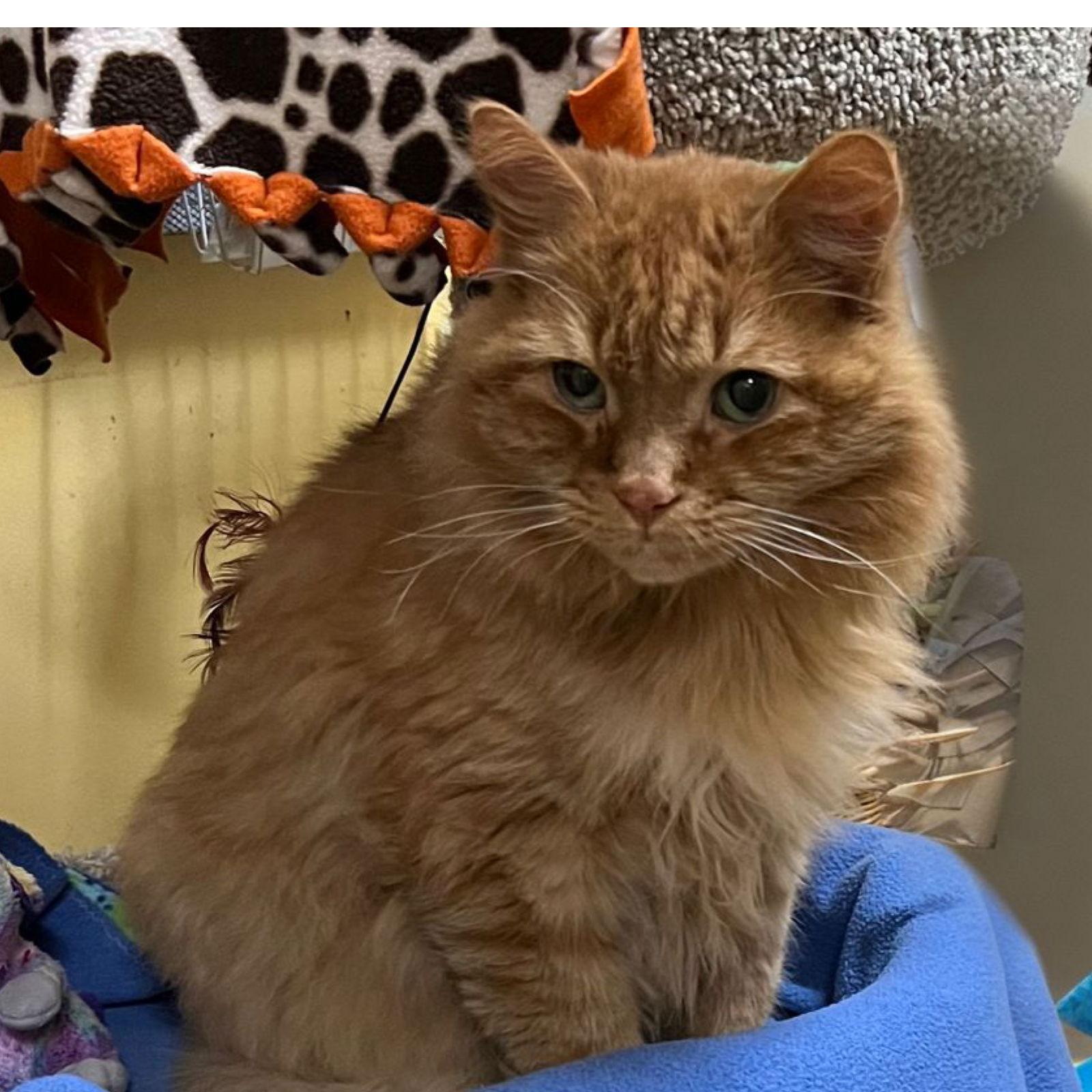 Quincy, Adoptable, Senior Male Domestic Long Hair.
