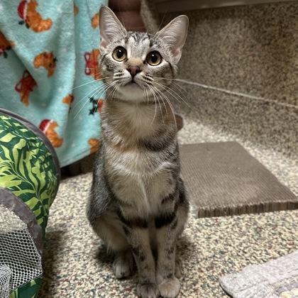 Enlarge Mocha, a Adoptable mixed breed in Merriam, KS image 1/3
