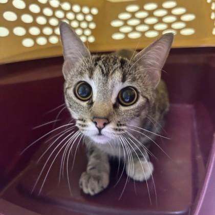 Enlarge Mocha, a Adoptable mixed breed in Merriam, KS image 2/3