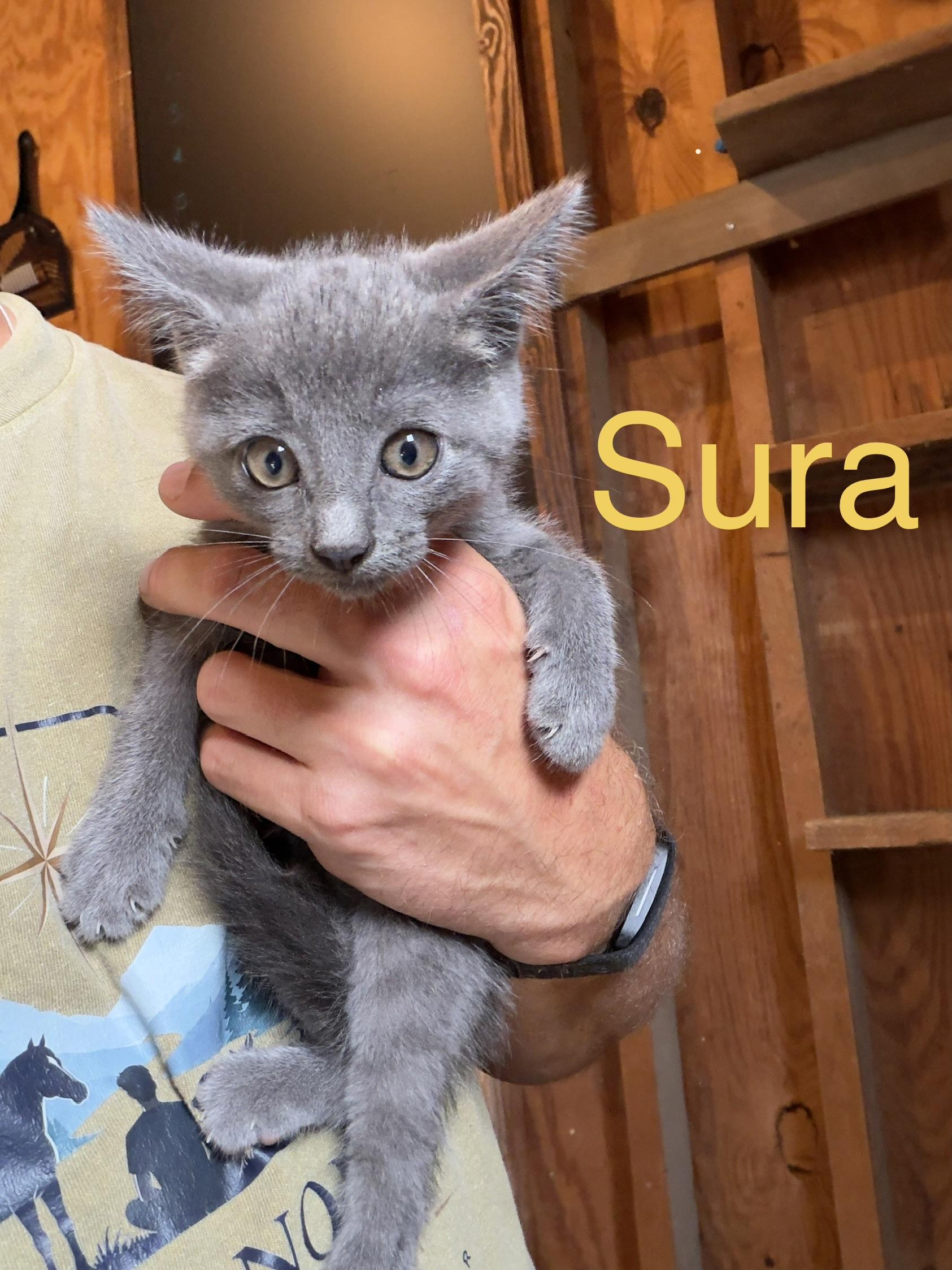 Sura, Adoptable, Kitten Female Domestic Short Hair.