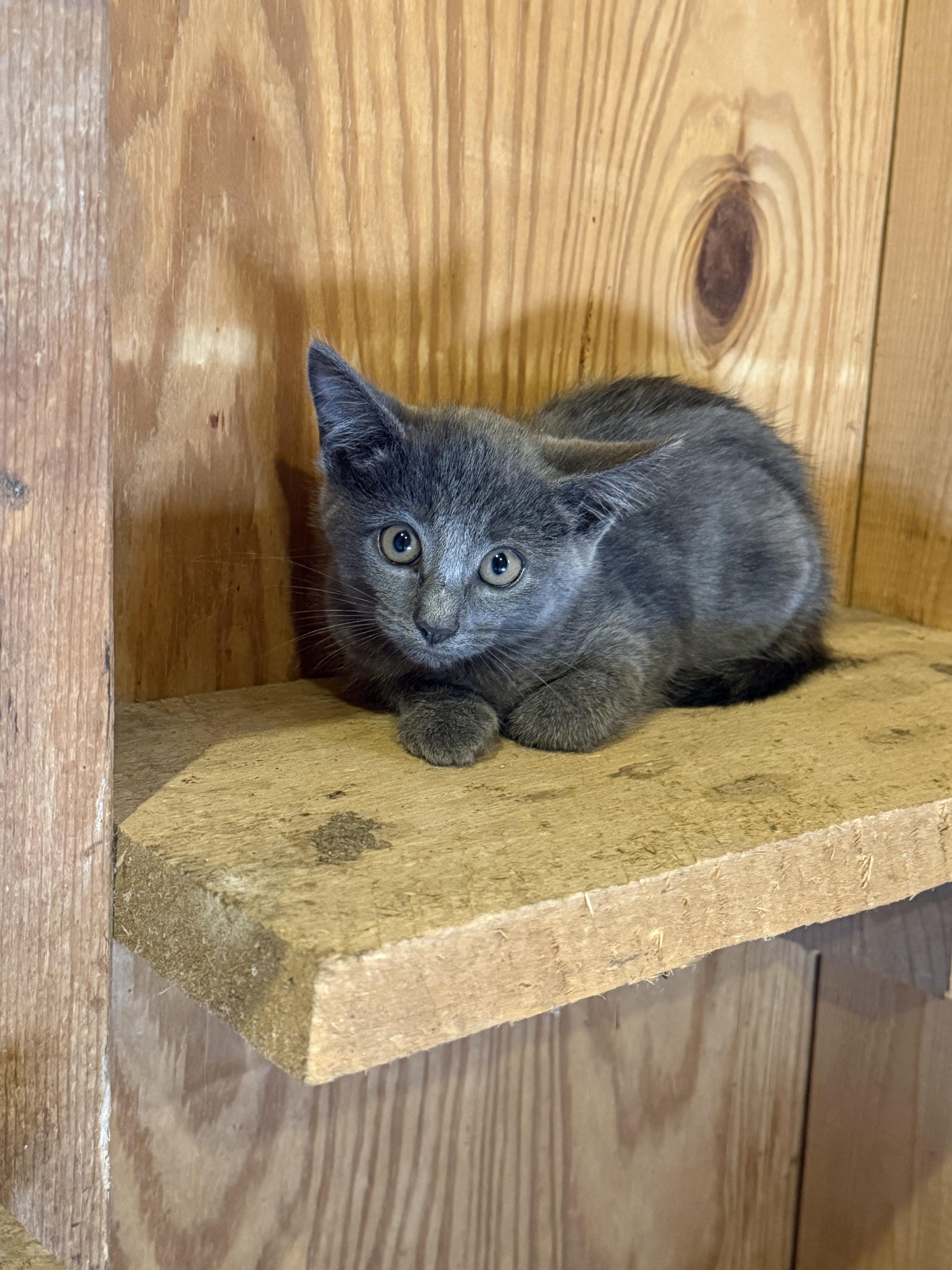 Enlarge Sura, a Adoptable Domestic Short Hair in Athens, OH image 2/3