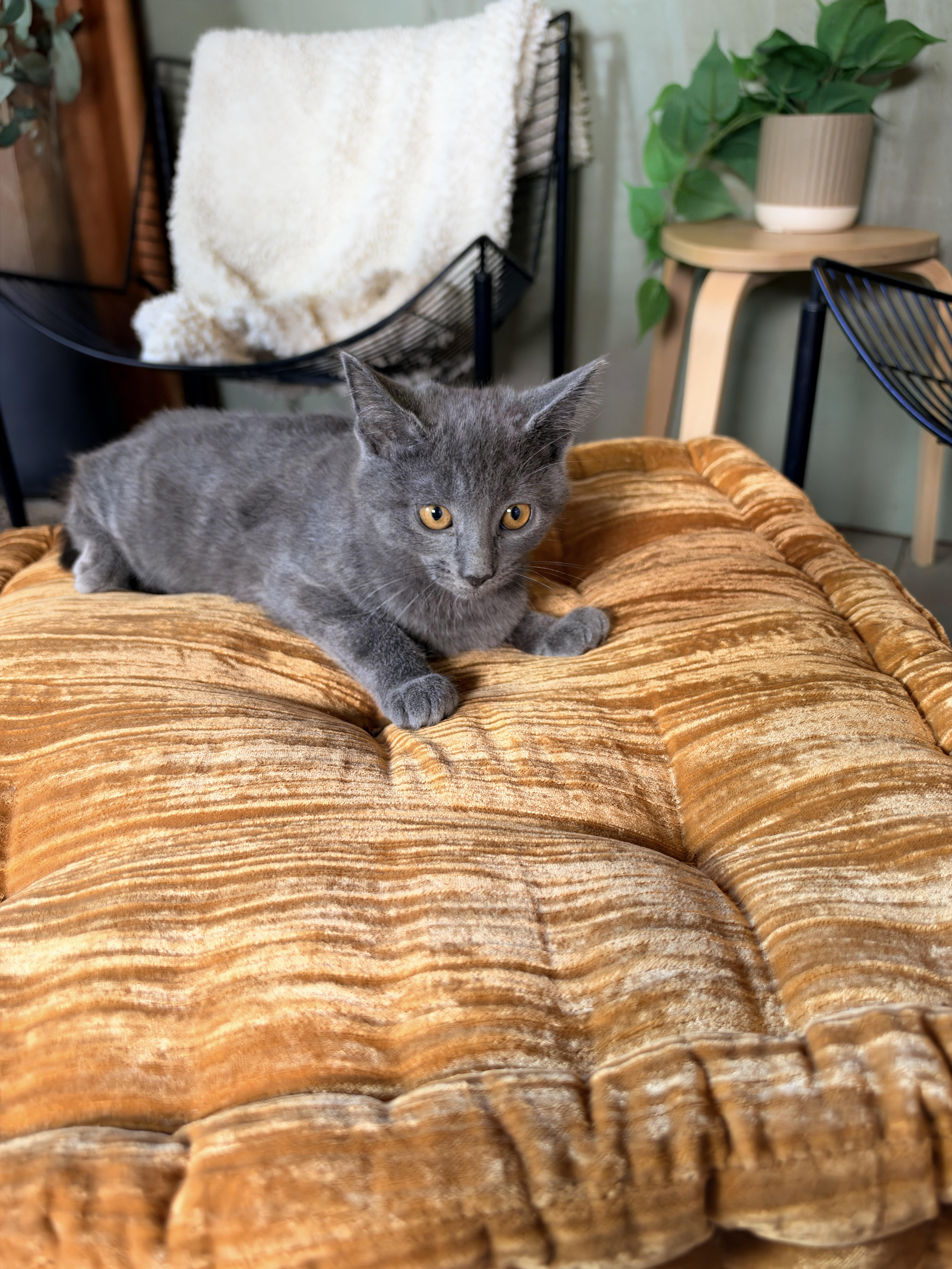 Enlarge Sura, a Adoptable Domestic Short Hair in Athens, OH image 2/3