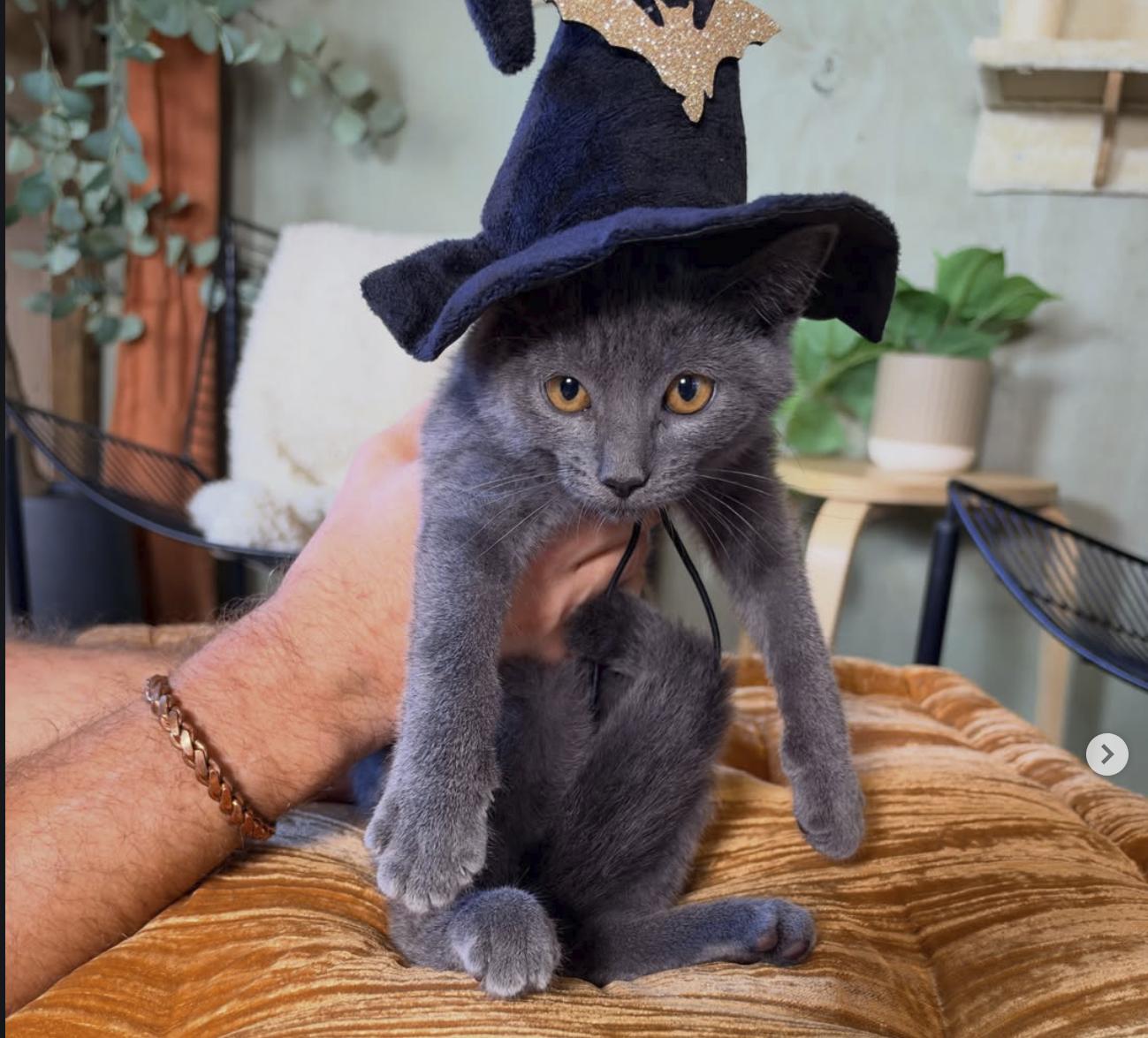 Enlarge Sura, a Adoptable Domestic Short Hair in Athens, OH image 1/3